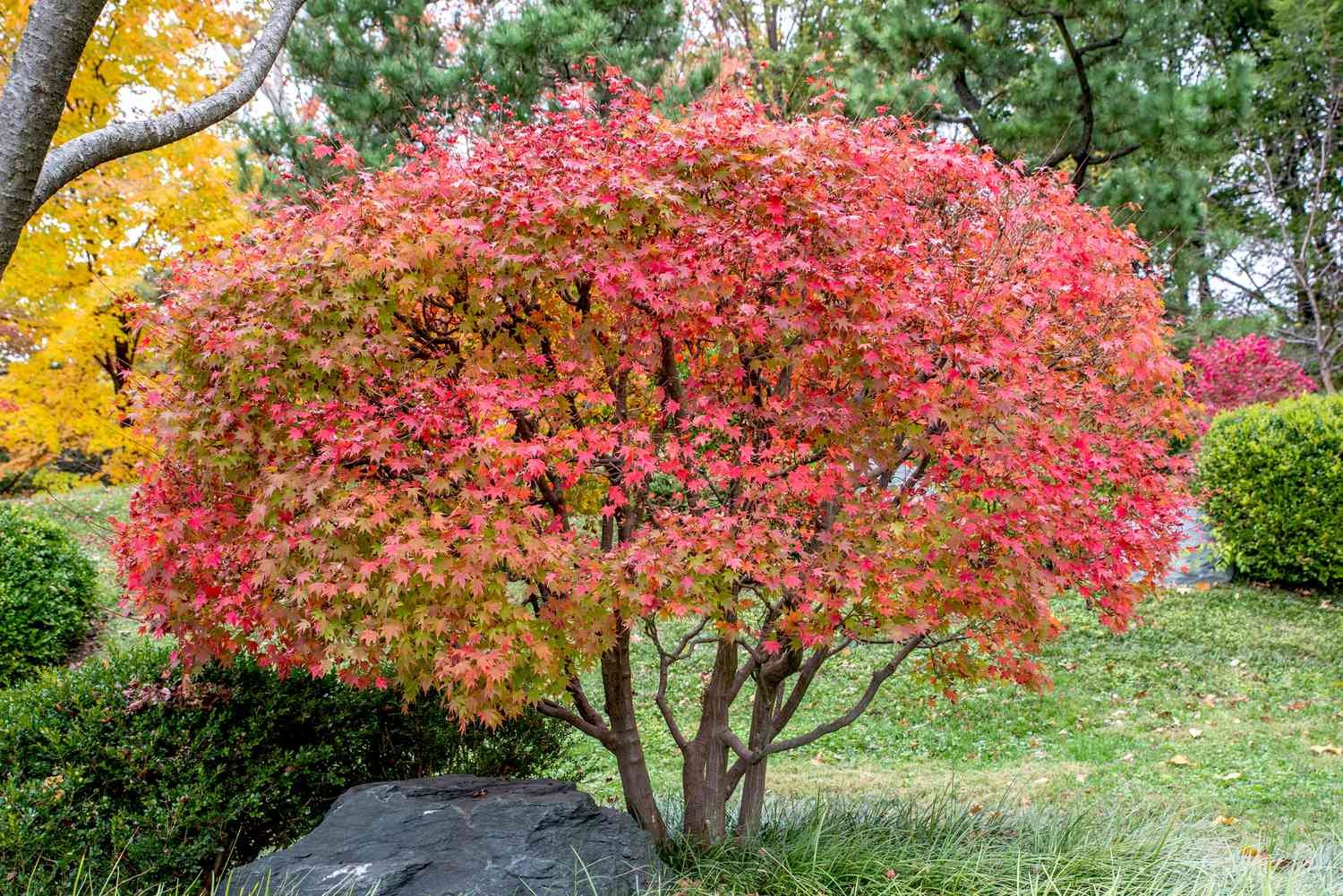 How to Buy Japanese Maple Trees: Your Friendly Guide